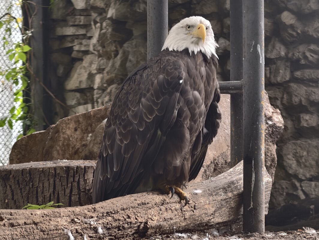 Белоголовый орлан - <<< Наташа >>>