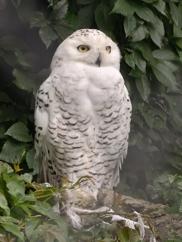 Белая сова - <<< Наташа >>>