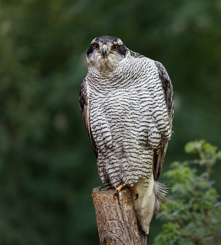 Тетеревятник - SanSan 