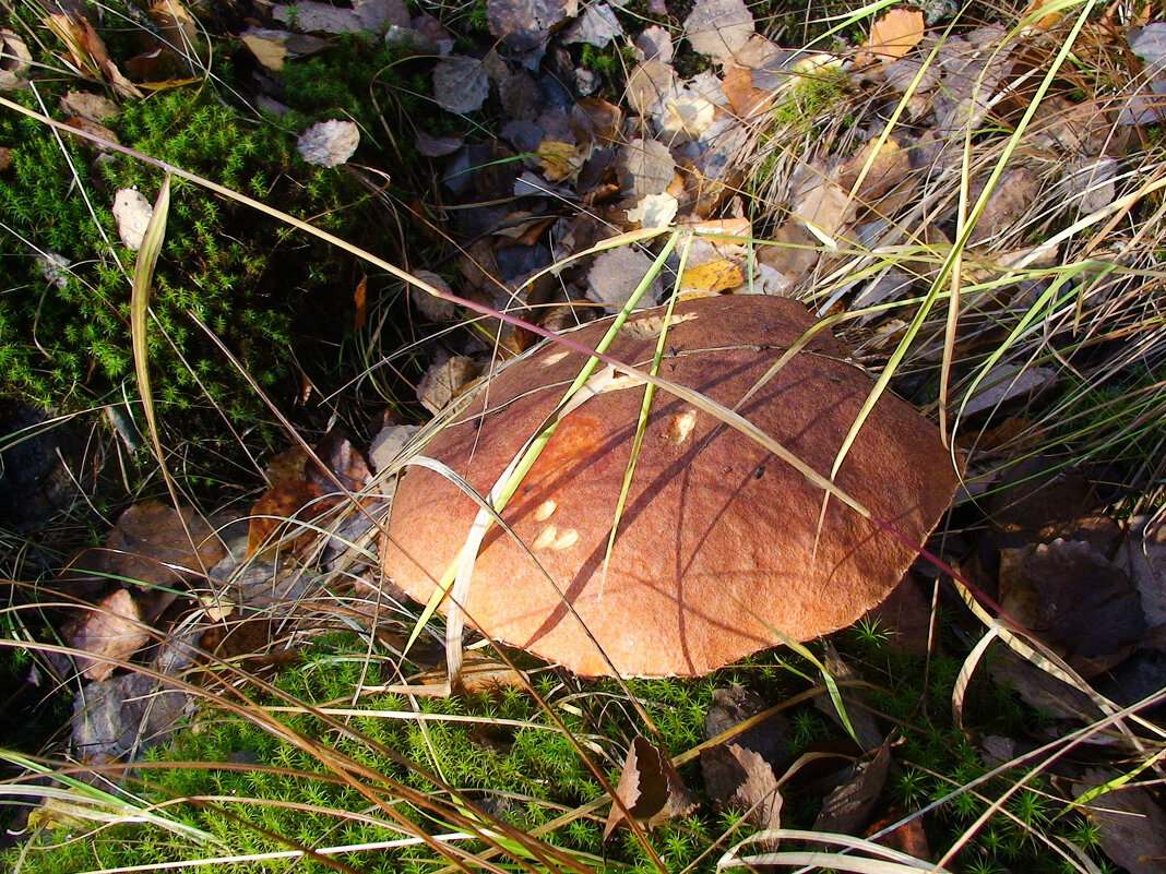 Сентябрь...Осенний гриб! - Владимир 