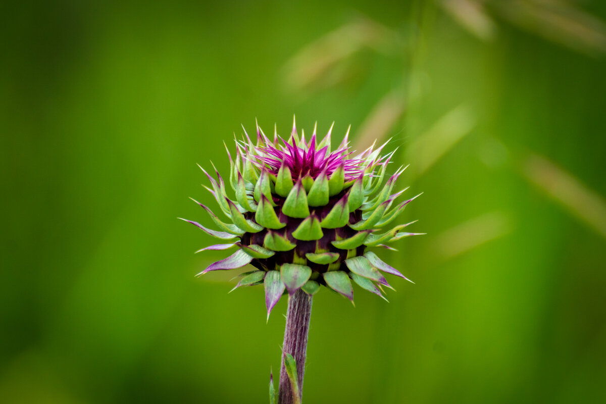 Чертополох - Игорь Сикорский