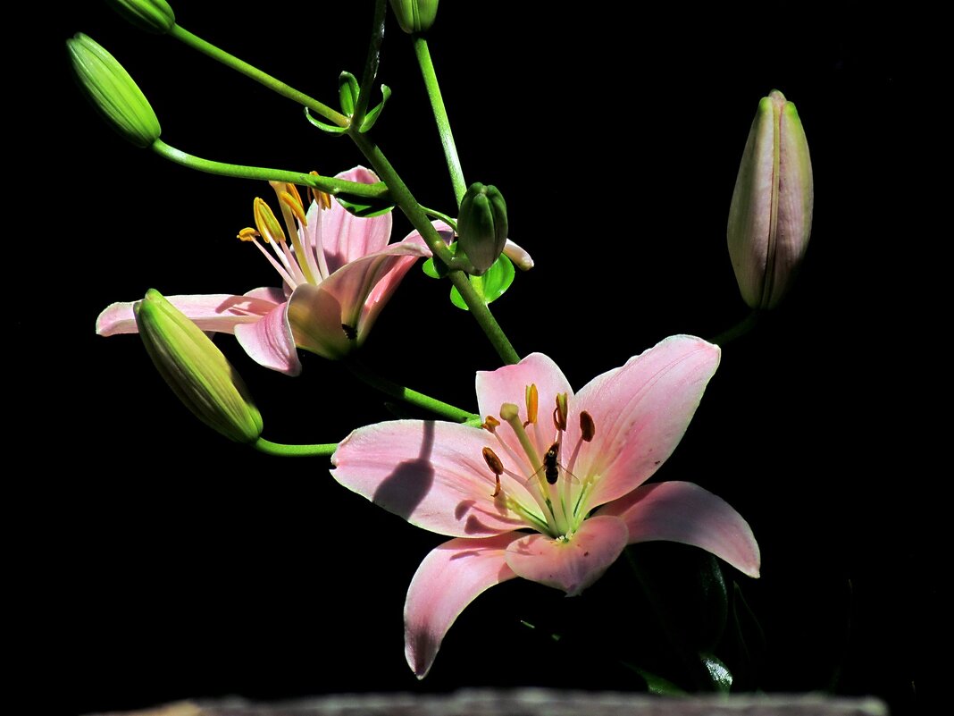 Летние цветы - Роман Савоцкий