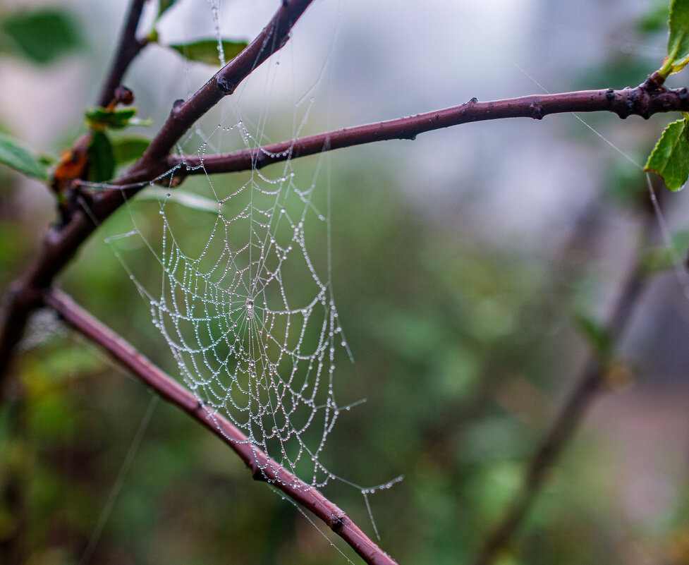 После дождя - Петр 
