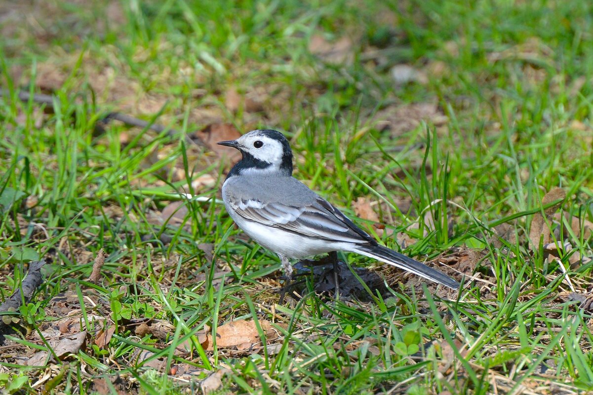 Трясогузка - Константин Анисимов Трясогузка - Константин Анисимов