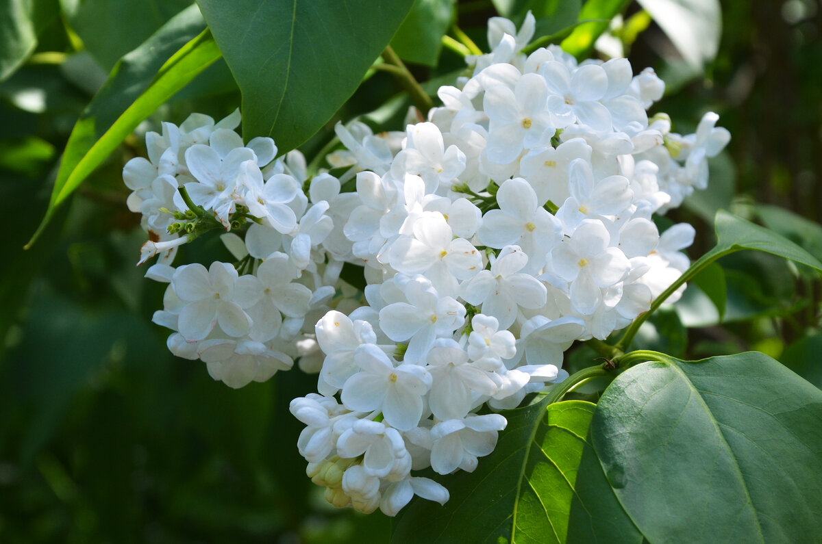 Весна в Ботаническом... Май. - Наташа *****