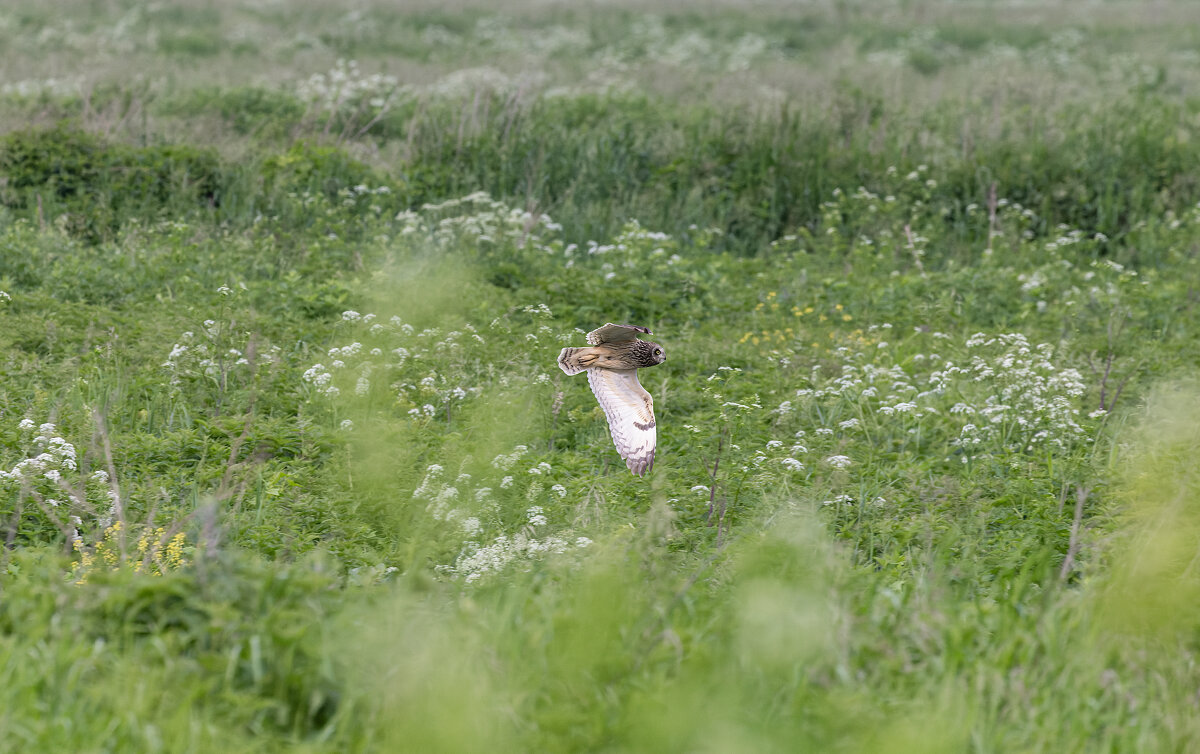 сова болотная - юрий макаров