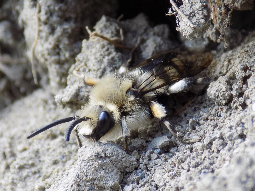 Весенняя пчела... - Константин Штарк
