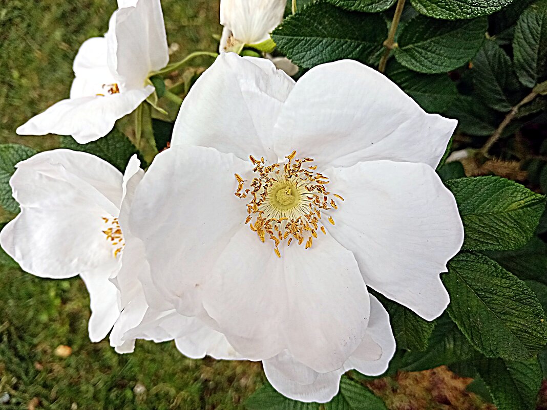 Цветы. - Владимир Драгунский