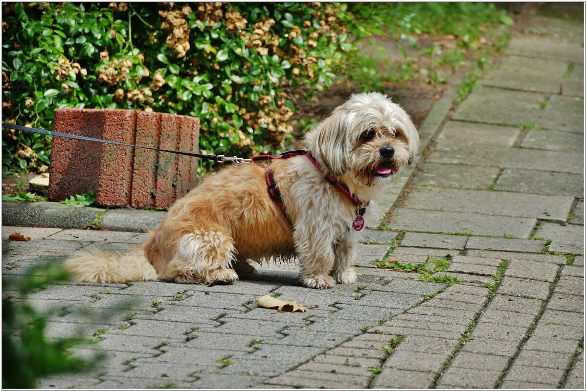 ДРУГ... - Elvira E. 