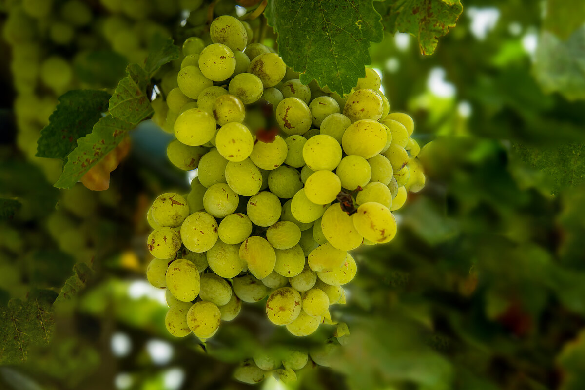 Виноград - Анатолий Чикчирный