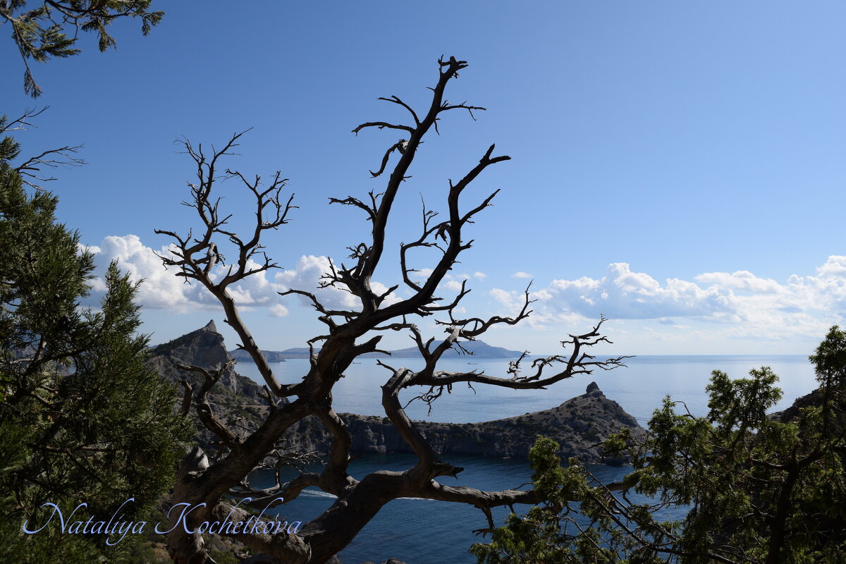 Природа Крыма - Amazing Cosmea