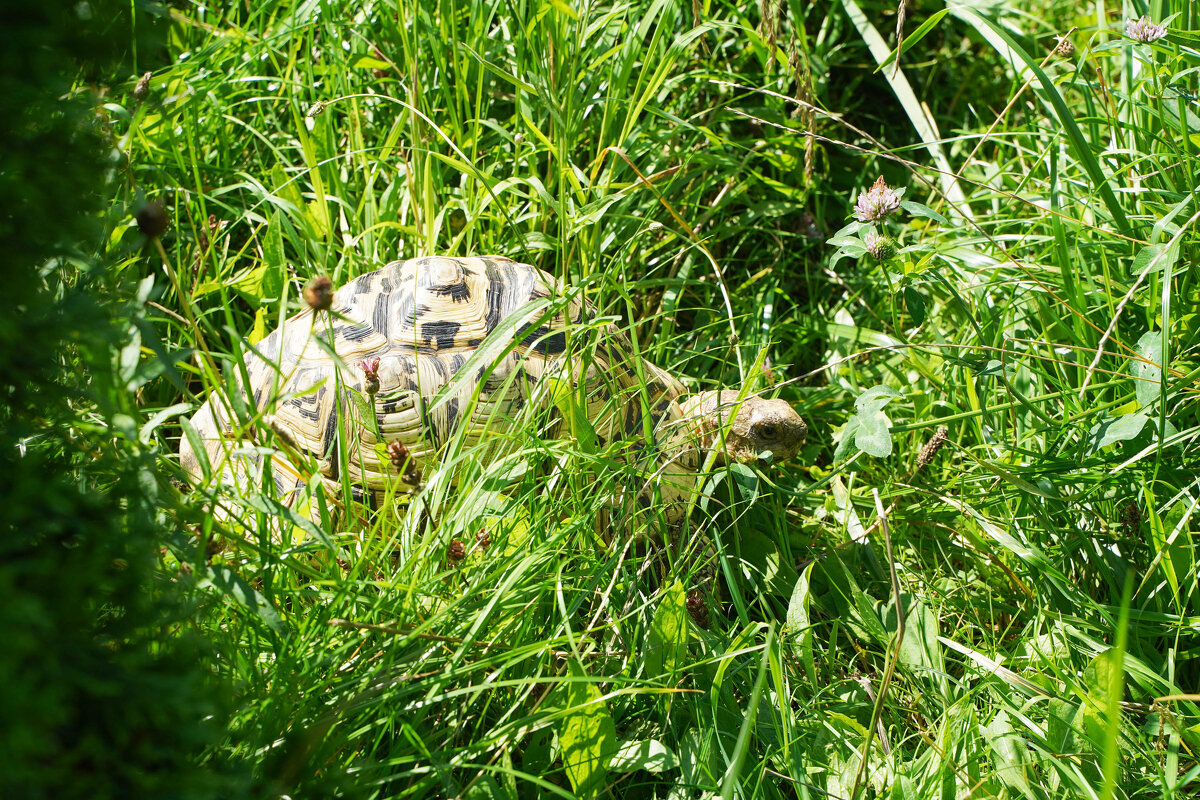 ЧЕРЕПАШЬИ_ДЖУНГЛИ - Сергей Янович Микк
