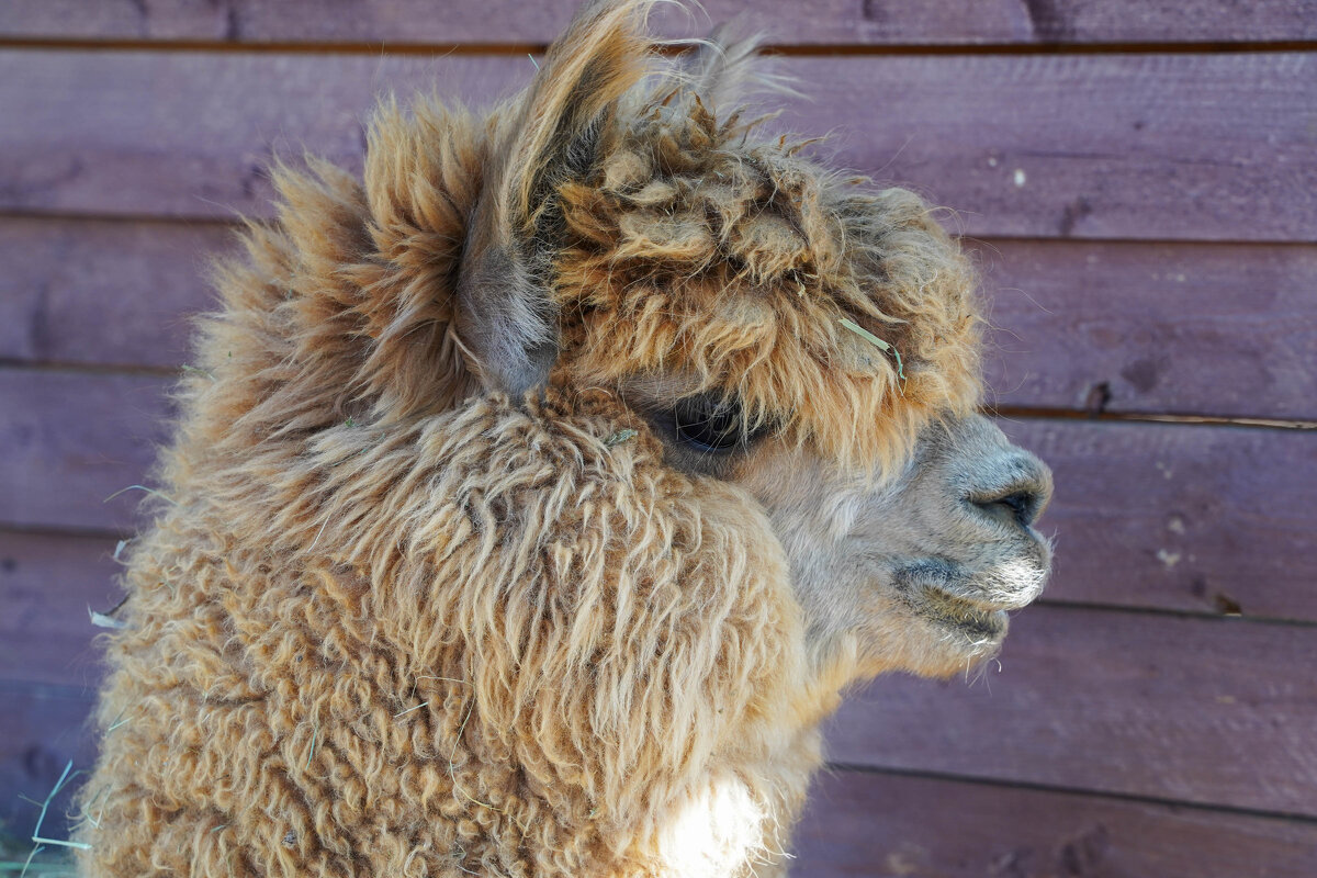 С ПРАЗДНИКОМ ВСЕХ НАС, ДОРОГИЕ ФОТОГРАФЫ !!! ))) - Сергей Янович Микк С ПРАЗДНИКОМ ВСЕХ НАС, ДОРОГИЕ ФОТОГРАФЫ !!! ))) - Сергей Янович Микк
