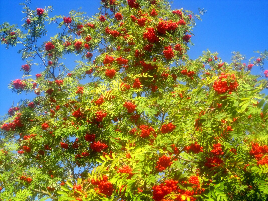 РЯБИНА - Елена Семигина