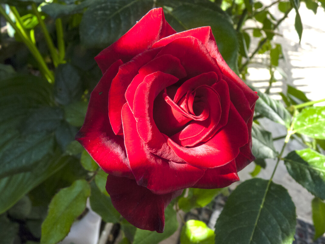 Бархатная  роза - Валентин Семчишин