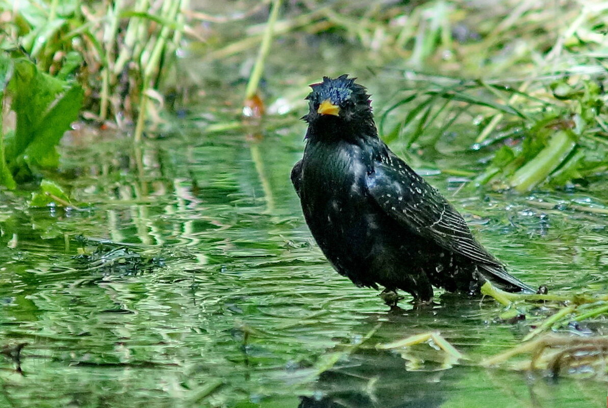Водные процедуры... - Николай Саржанов