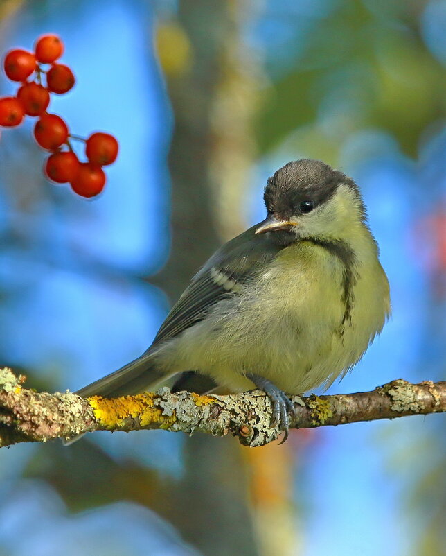 будни леса - Andrey Bragin 