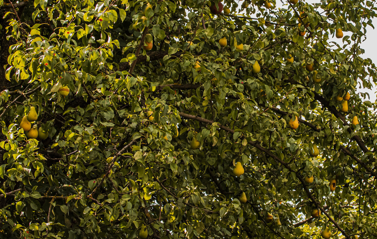 Висят груши, можно скушать. - Петр Беляков