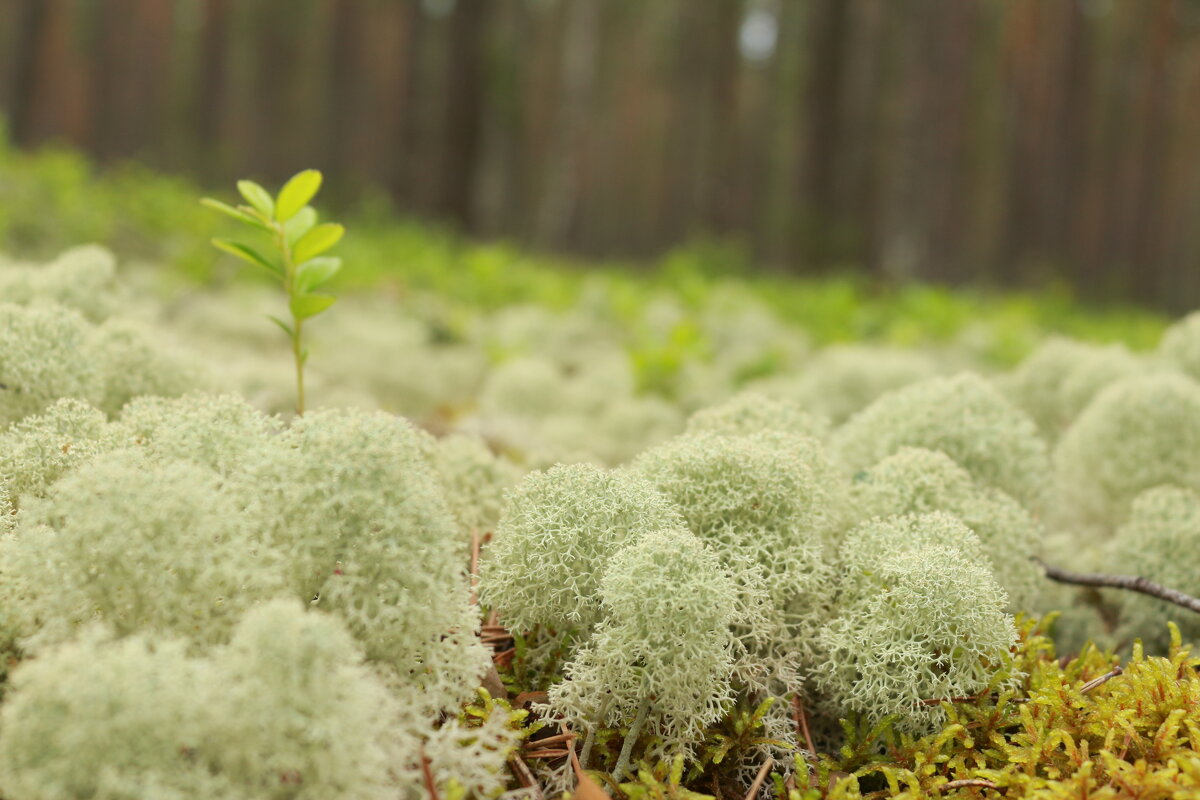 Мхи - Максим Егоров