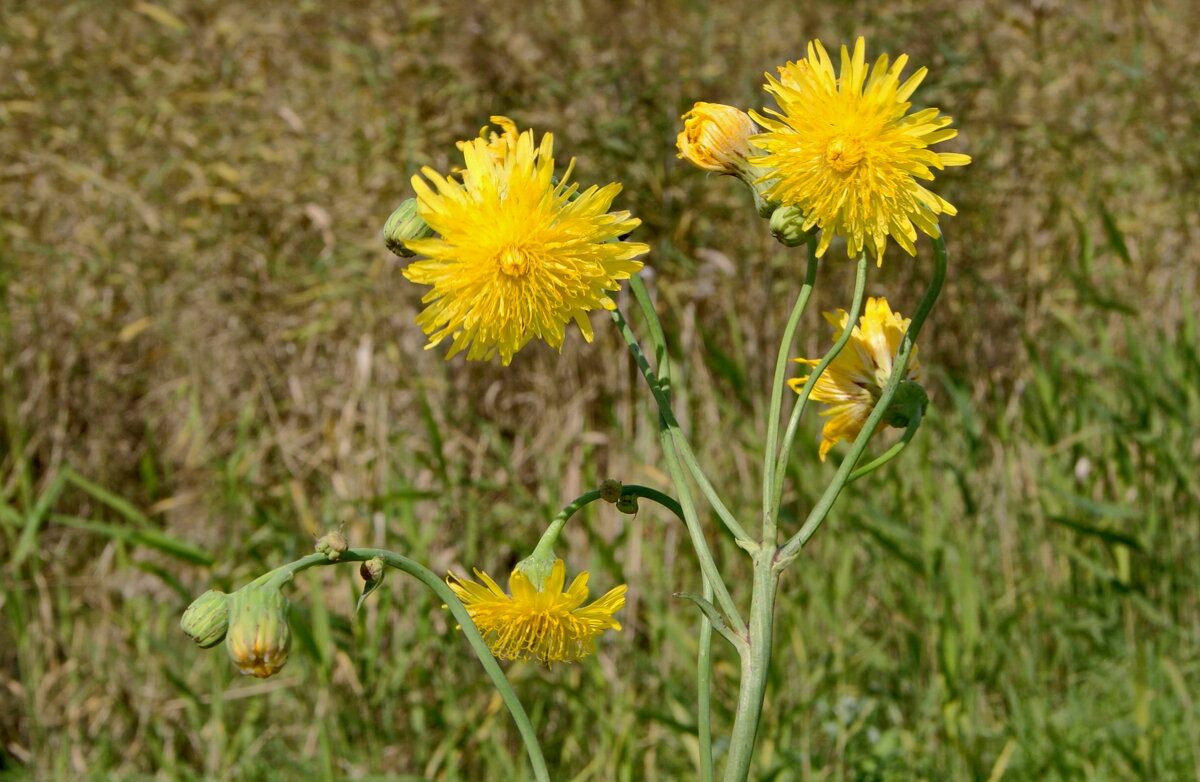 Цветочки от августа. - сергей ермошкин