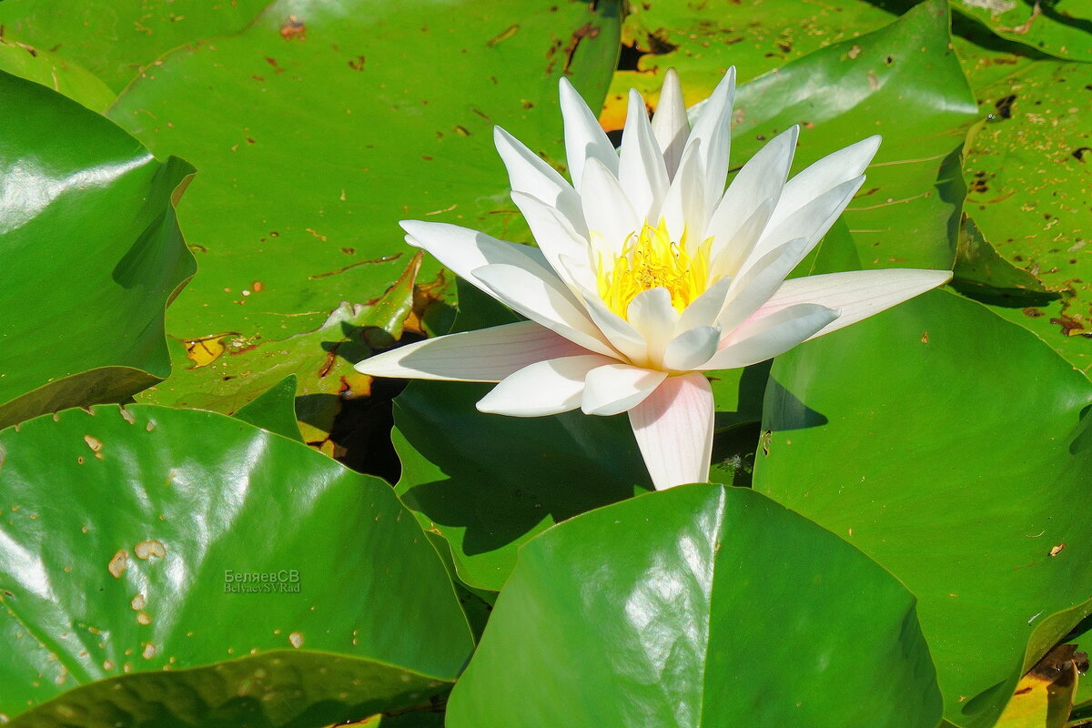 Водная кувшинка - Сергей Беляев