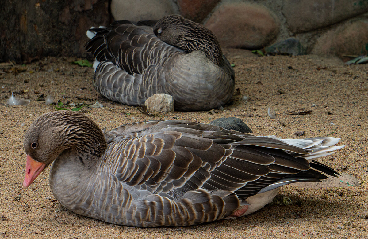 На отдыхе - Ирина Соловьёва На отдыхе - Ирина Соловьёва
