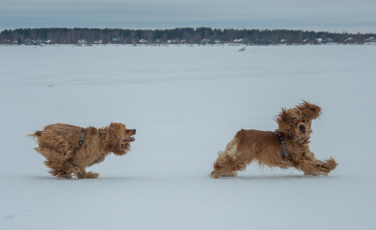 Зимние прогулки с собаками - Павел Харлин