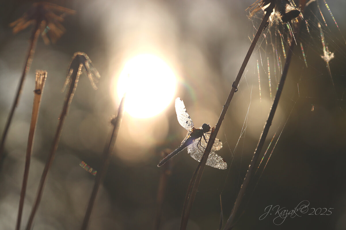 *** - Елена Kазак (selena1965)