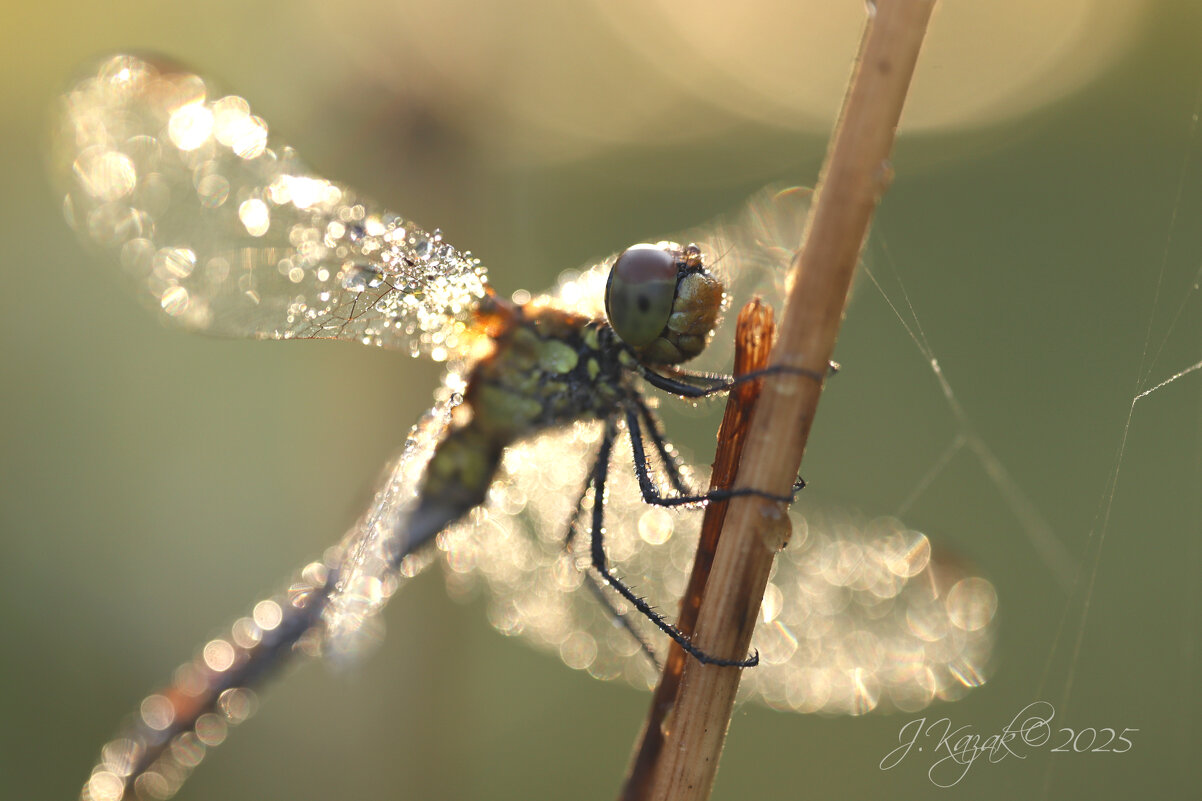 *** - Елена Kазак (selena1965)