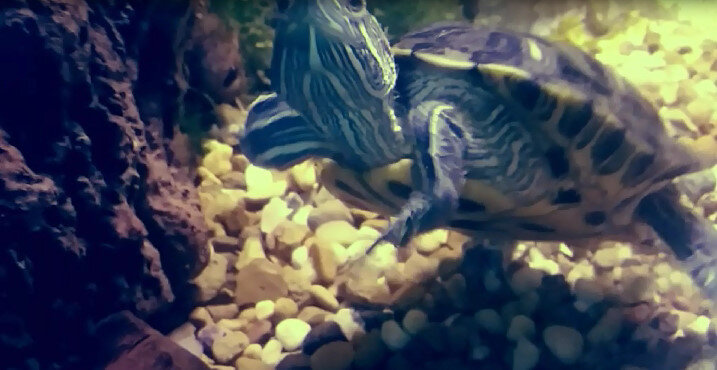 112 (217) - СТРЕН 