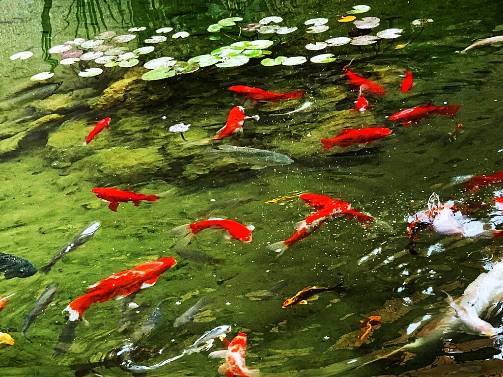 РЫБНЫЕ   ЗАБАВЫ - Анатолий Малобродский