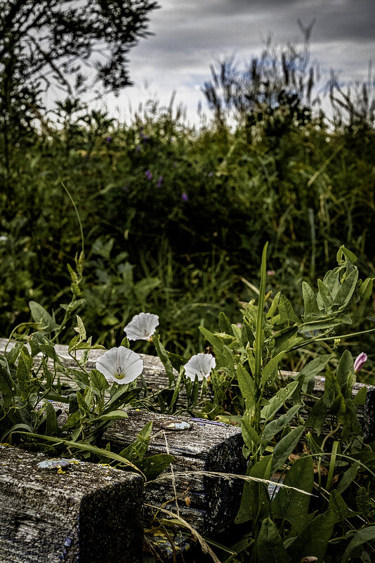 Старая скамейка ;-) - Алексей Пышненко