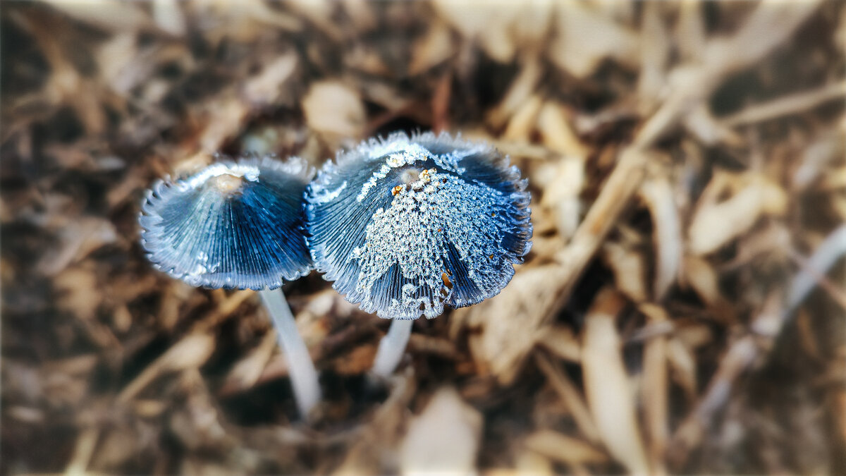 Городские грибы - AZ east3