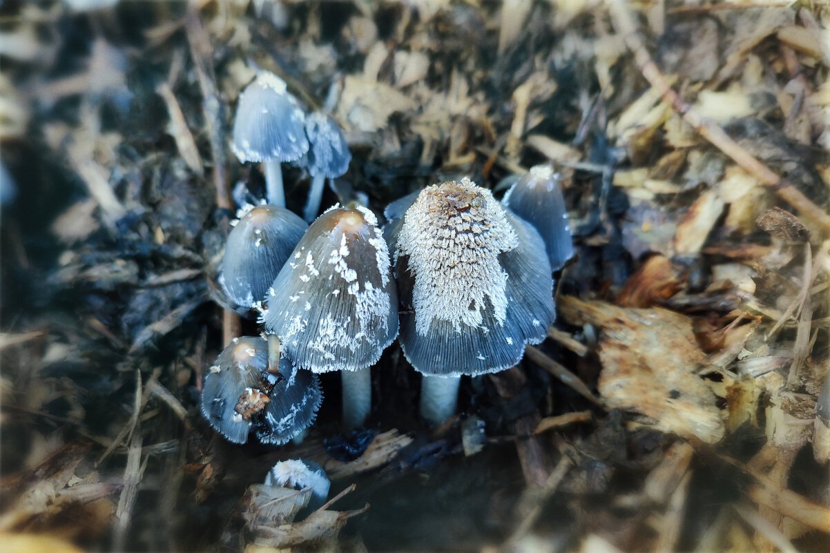 Городские грибы - AZ east3