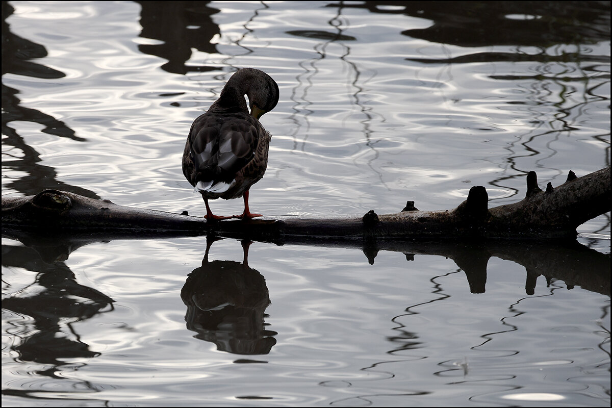 ** - Сергей Премонишын