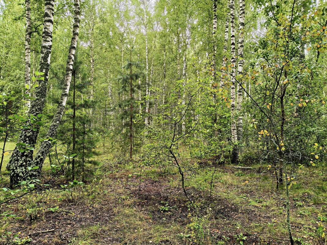 Грибные места - Валерий Судачок