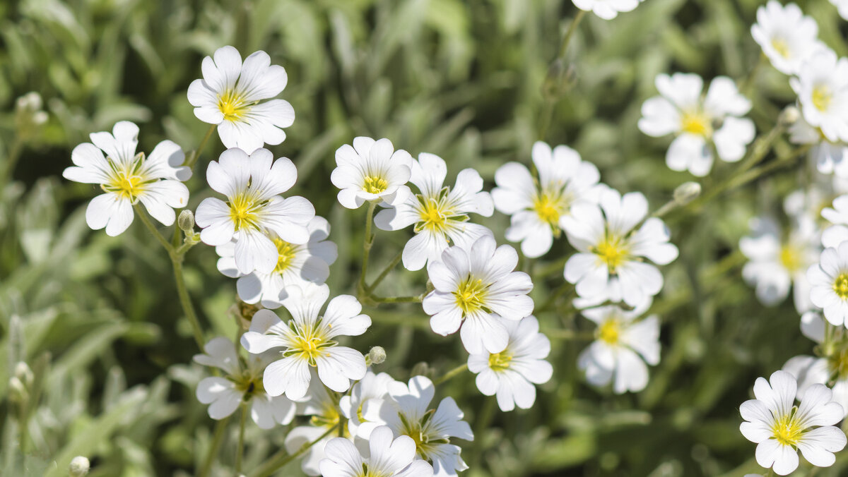 Краски лета - Андрей Неуймин