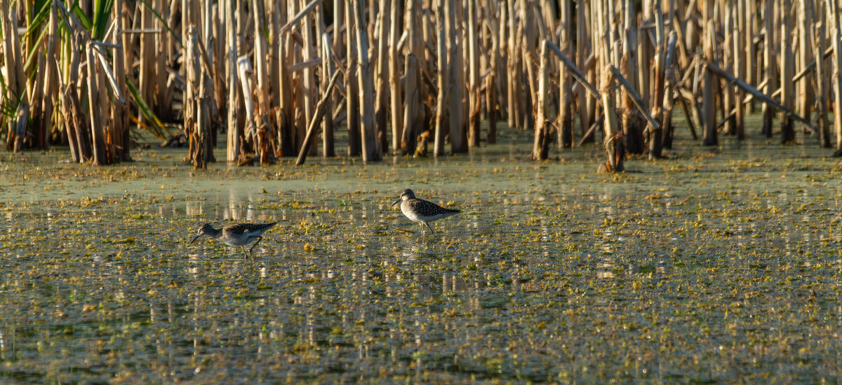 *** - Yuri Chudnovetz