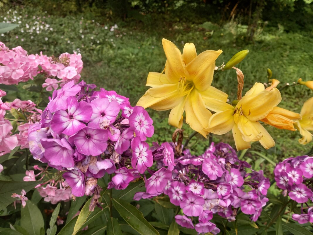 Флокс и лилейник - Сапсан 