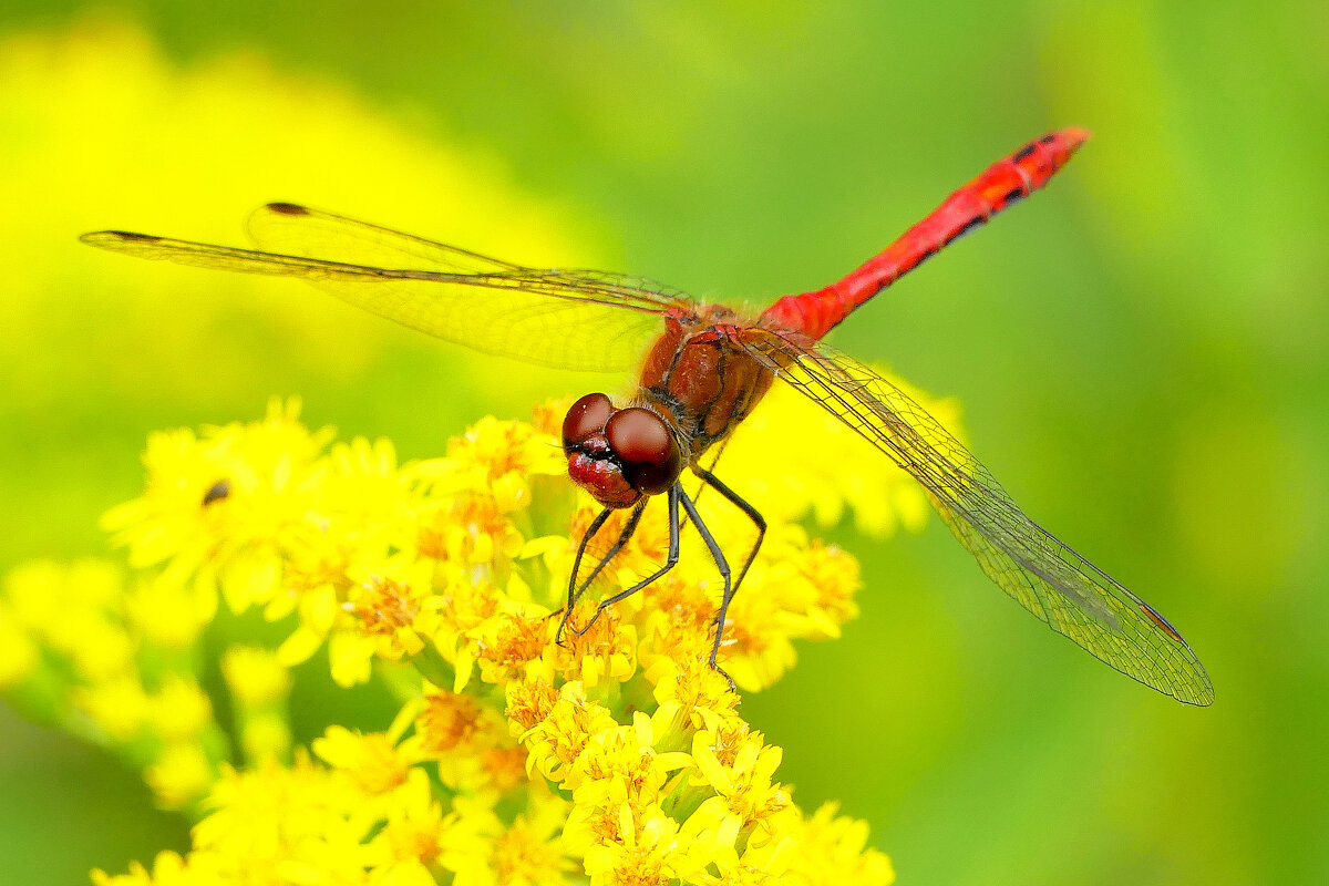 из снятого сегодня 7 - Александр Прокудин