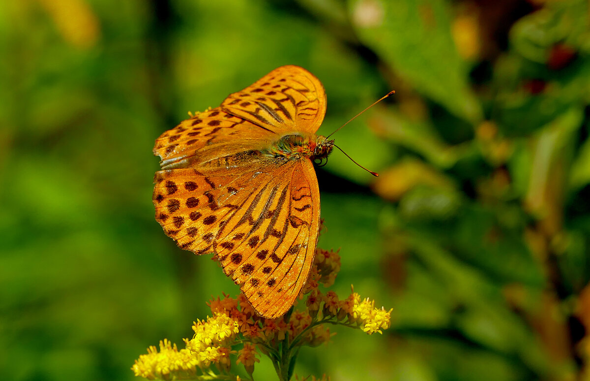 из снятого сегодня 10 - Александр Прокудин