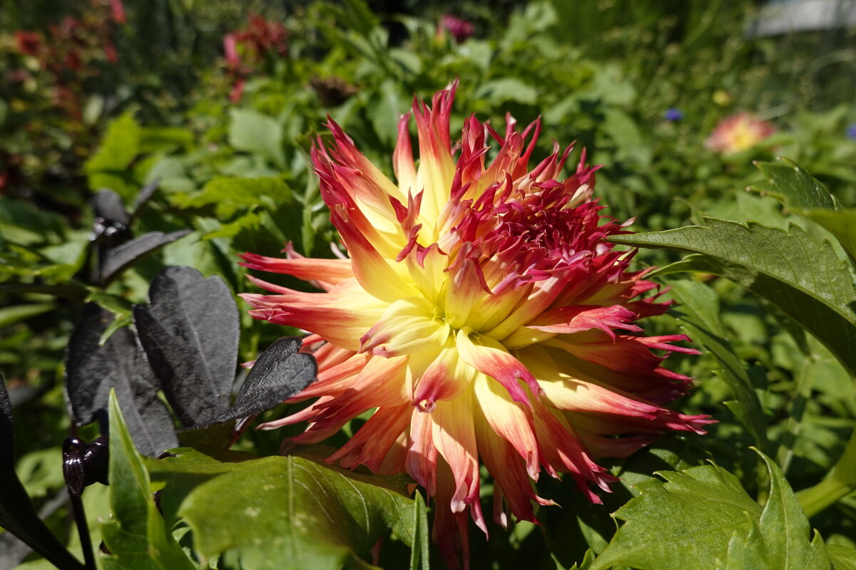 Георгины, георгины, До чего ж вы хороши! ...... - Галина Георгины, георгины, До чего ж вы хороши! ...... - Галина