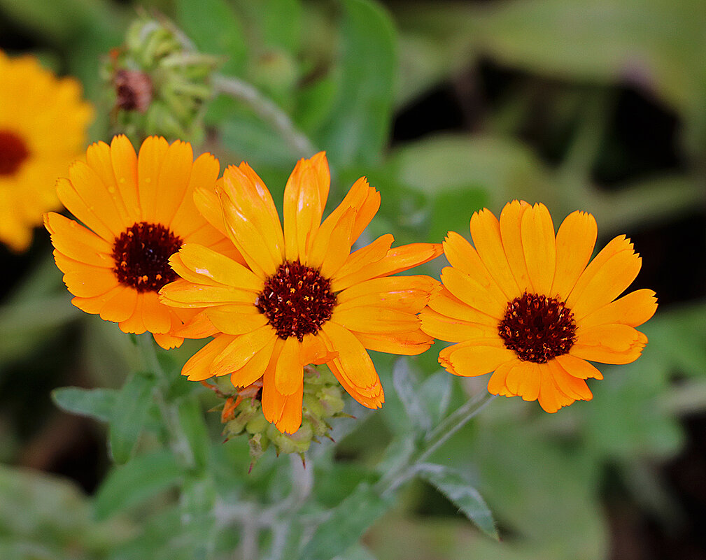 Три сестрицы под окном... - Светлана 