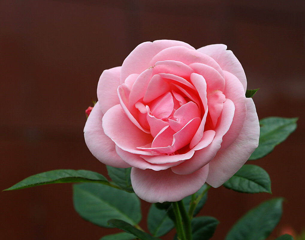 Августовская красавица - Светлана Августовская красавица - Светлана