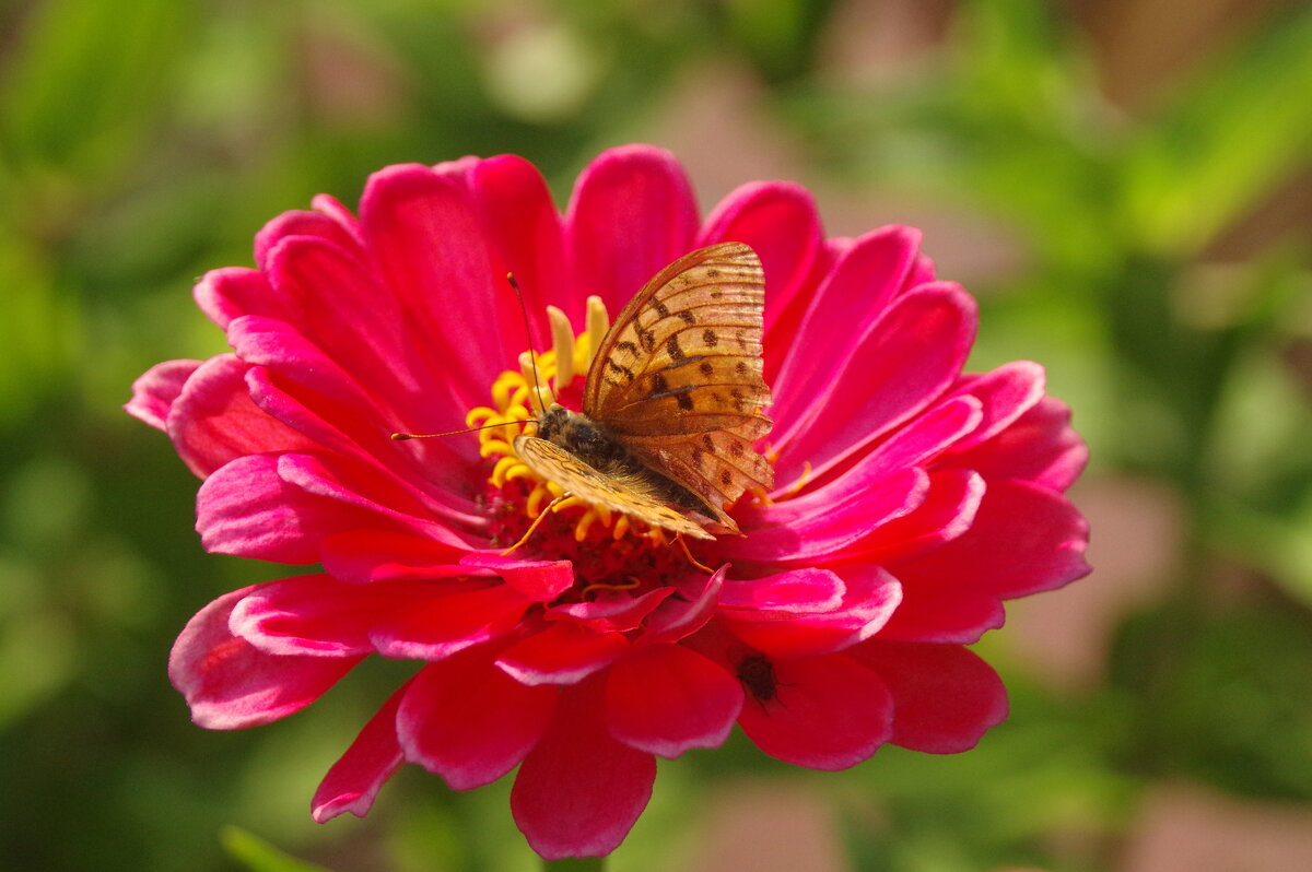 На красном цветке - Сергей Швечков