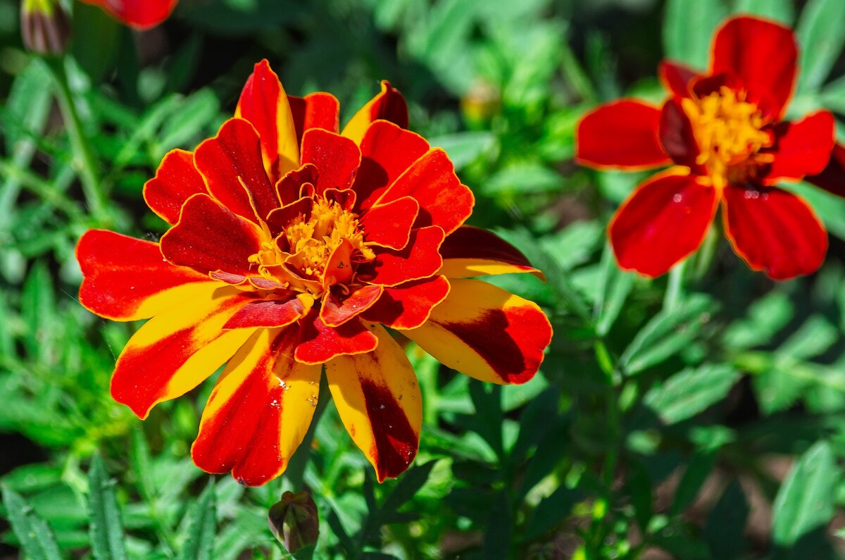 *** - Виктор Иванович Чернюк