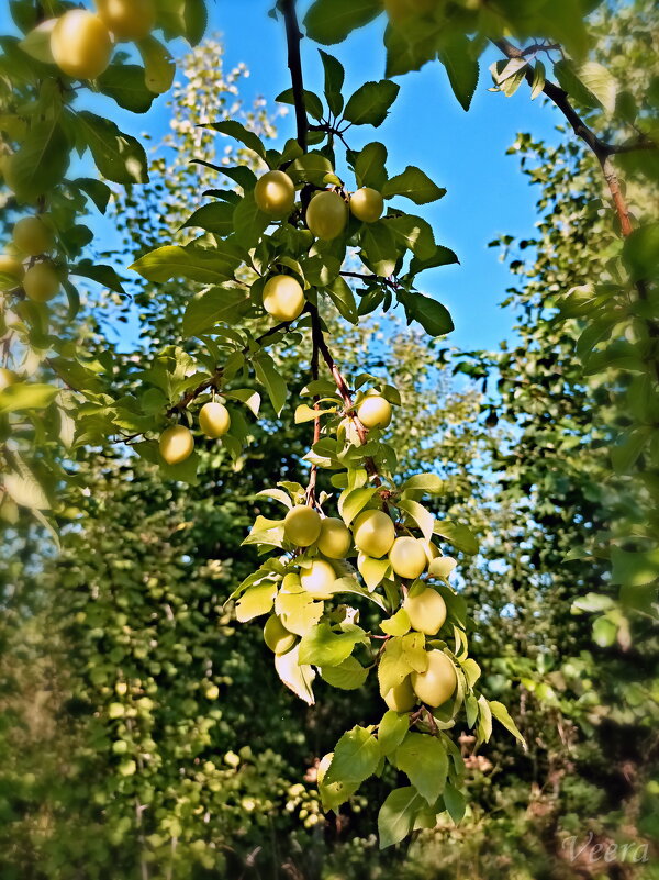 Созревает алыча - Veera V
