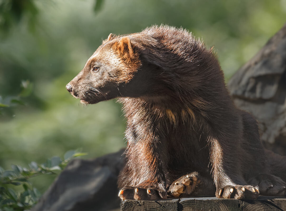Россомаха - SanSan 