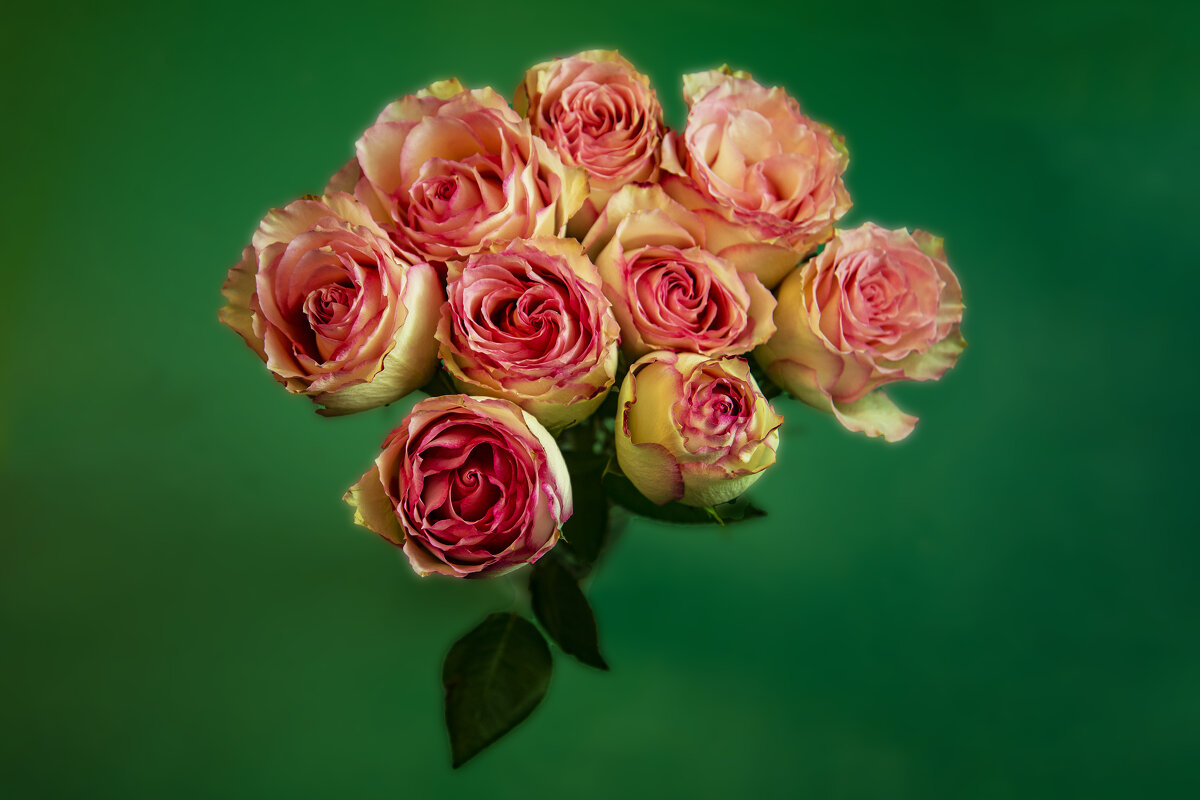 Розы - Анатолий Чикчирный