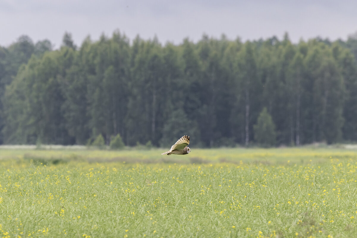 сова болотная - юрий макаров